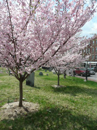 spring bloom and tombstone