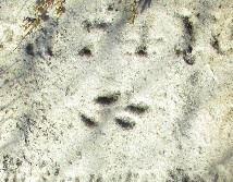 detail of old marble gravestone carved with a very eroded leafy design